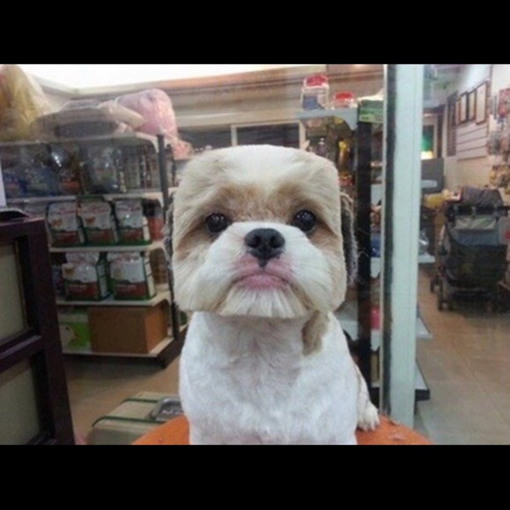 Meet your Posher, Yuqiao